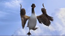 02 le canard