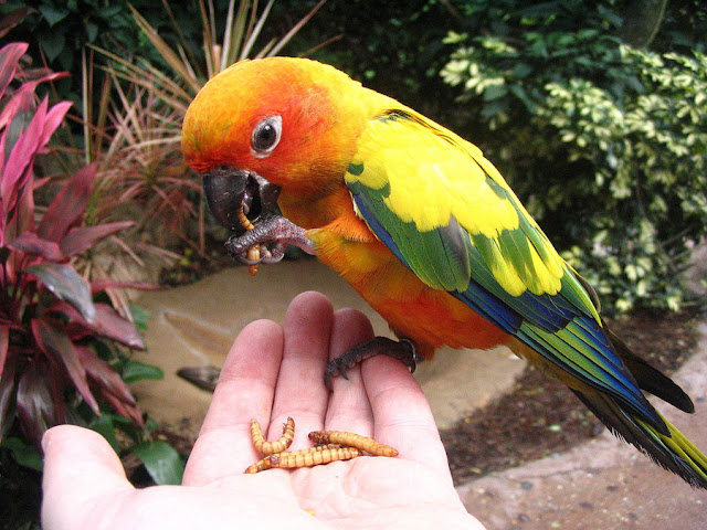 Feeding The Birds