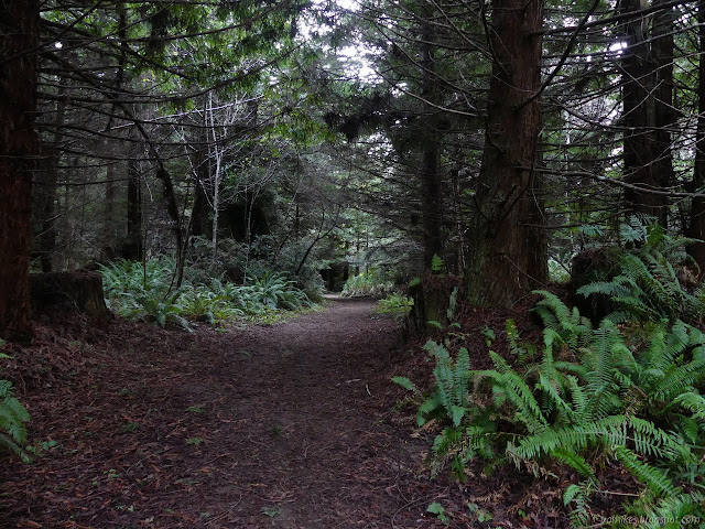 wide trail under trees