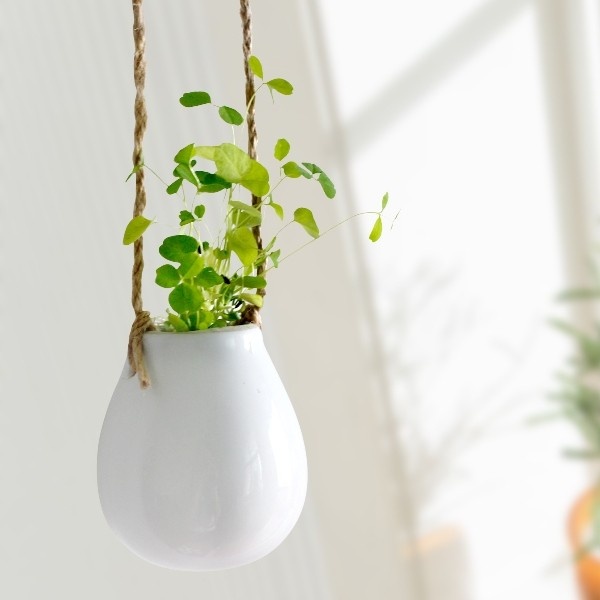  Design  Squeezed Daily Plants Hanging  Around Hanging  Pots 