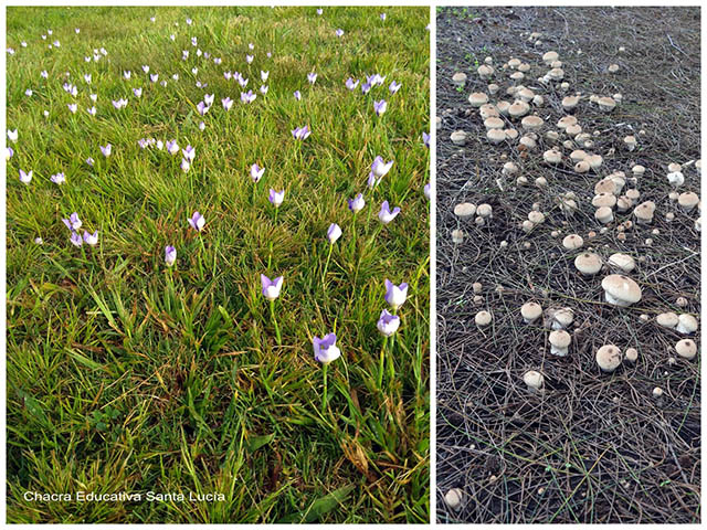 Flores/Hongos - Chacra Educativa Santa Lucía