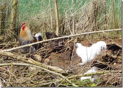 7 beautiful fowl at astwood lane bridge lock