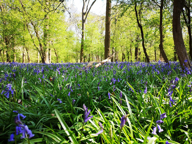 Bluebells at eye view