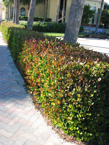 Landscape Plants For South Florida