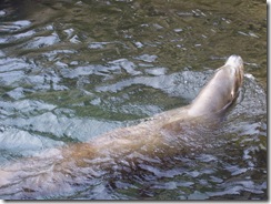 2012.08.05-035 lions de mer