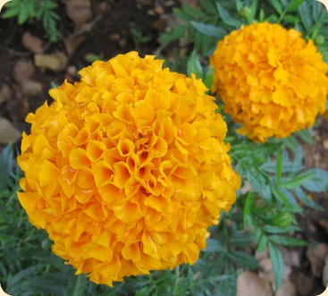 Daalia