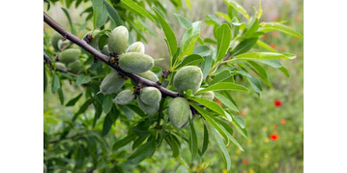 KHASIAT KACANG ALMOND UNTUK KECANTIKAN<br/>Buru<br/>