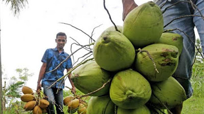 Hama Kwangwung Masih Jadi Masalah Bagi Petani Kelapa di Lampung Timur