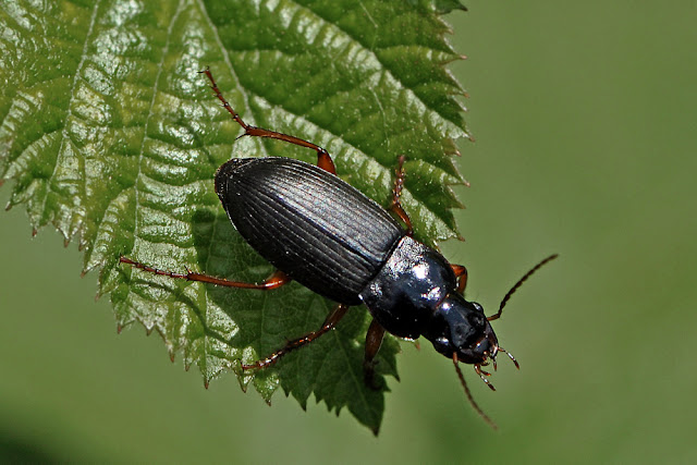 Pterostichus madidus the Black Clock Beetle