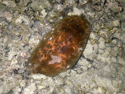 Stonefish Sea Cucumber (Actinopyga lecanora)