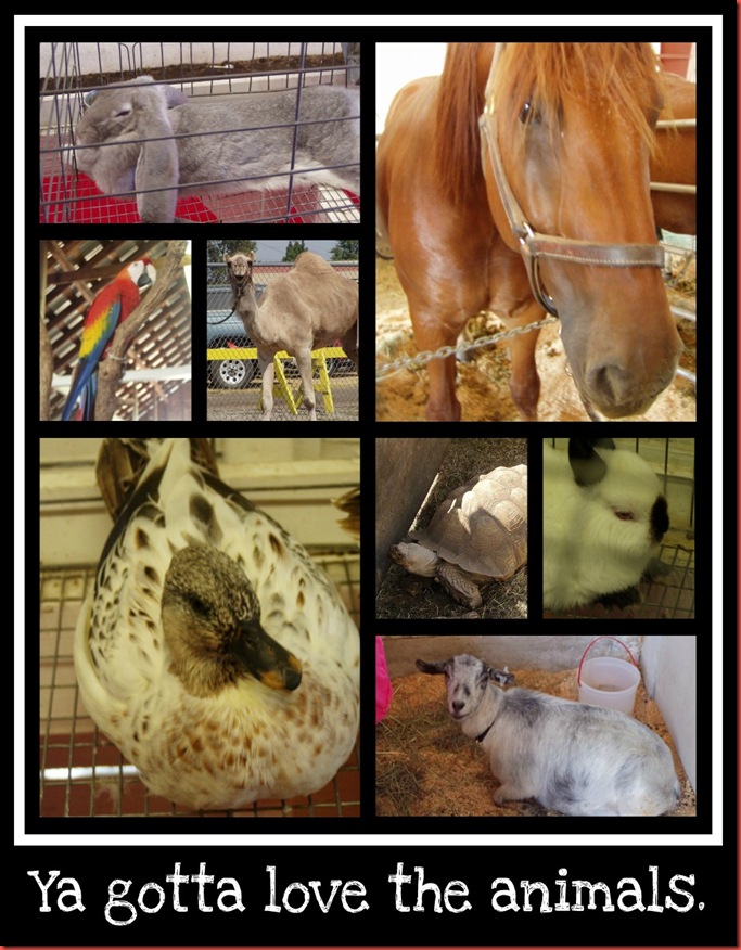 animals