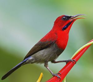 Download suara burung madu sepah raja