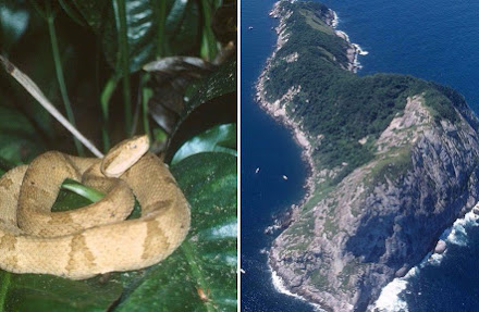 Ilha paulista tem segunda maior concentração de cobras do mundo