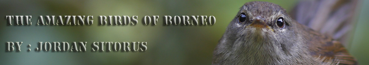 amazing birds of borneo