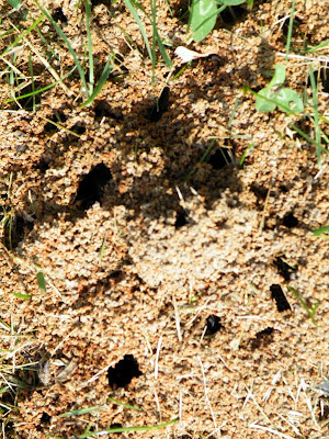 a large black ant nest: