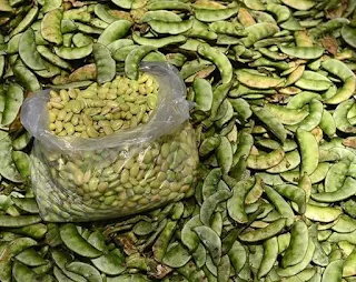 Interesting health facts of Avarekaayi Hyacinth beans