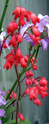 [Photo: Heuchera 'Bressingham Hybrid' flowers.]