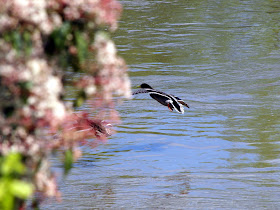 jiemve, canard, vol