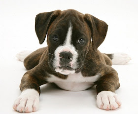 Brindle Boxer Dog puppies