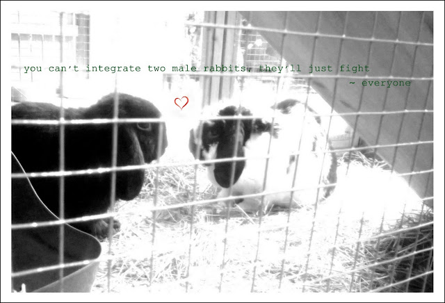 you can't integrate two male rabbits, they'll just fight. ~ everyone