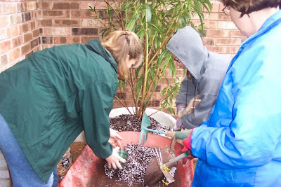 Divasofthedirt,repotting oleander