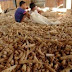 Cara Membuat Pakan Ternak Dari Tongkol Jagung Atau Janggel
