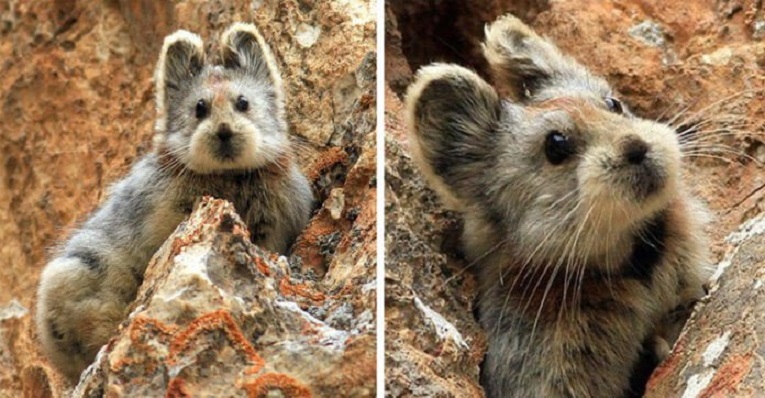 Rare Animal Dubbed As The 'Magic Rabbit' Spotted For The First Time In 20 Years