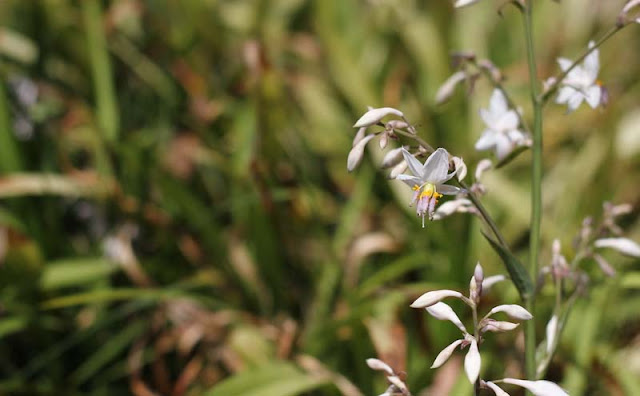 Arthropodium Cirratum Flowers Pictures