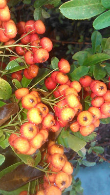 pyracantha coccinea