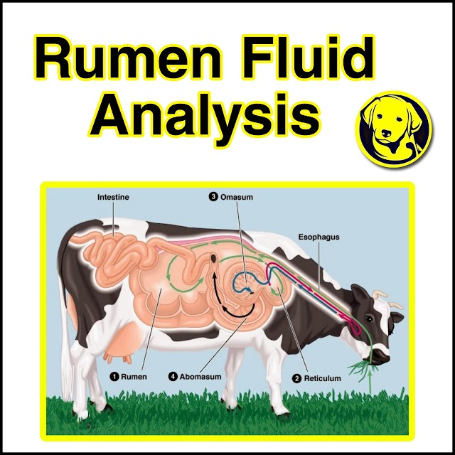 Free Download Rumen Fluid Analysis Full Pdf