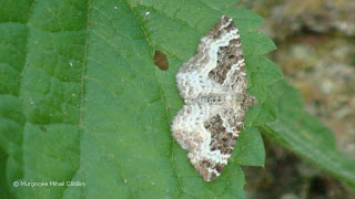 Epirrhoe alternata DSC157905