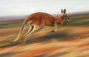 Red Great Red Kangaroo Mammal Picture