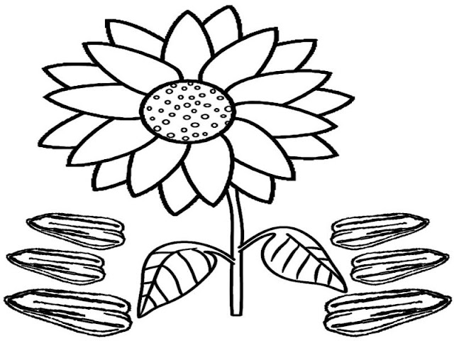 contoh gambar mewarnai bunga matahari | gambar mewarnai bunga