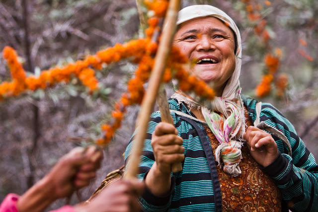 Manfaat Dan Kandungan Buah Seabuckthorn