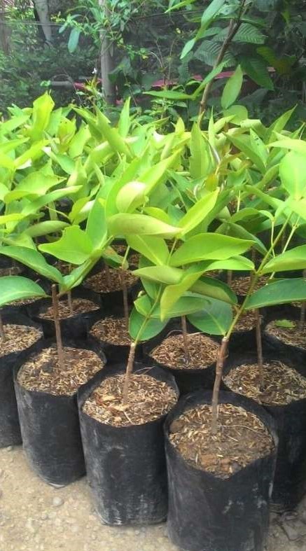 bibit jambu black kingkong berkualitas super Kalimantan Selatan