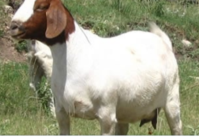 Court remands three for stealing goats in Ebonyi
