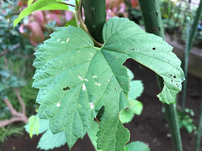 ホップの葉っぱが虫食いに