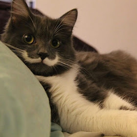 Funny cats - part 84 (40 pics + 10 gifs), cat with white mustache
