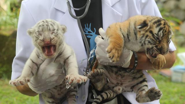 Kebun Binatang Medan Sambut Kelahiran 2 Anak Harimau