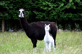 llama