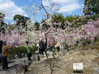 神苑の「春の山」と呼ばれる場所