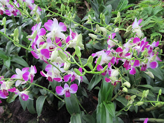 Orchids, National Orchid Garden, Singapore