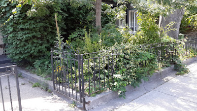 Beaconsfield Village Toronto front yard summer garden cleanup before by Paul Jung Gardening Services--a Toronto Organic Gardener