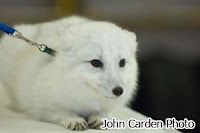 arctic fox