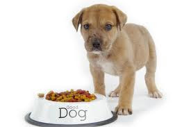 Caring  For  a  Dog  With  Food  Allergies