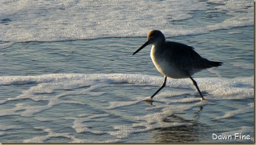 sunrise walk edisto_066