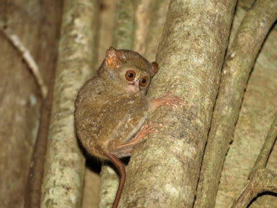 Tarsius