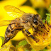 How bees naturally vaccinate their babies