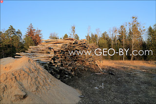 Puszcza Nalibocka. Abandoned hamlet. Firewood stack