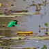 White-throated Kingfisher 